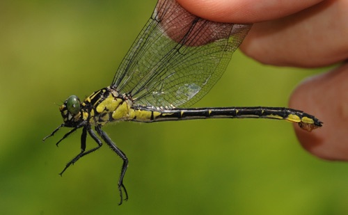 Female
2011_05_29_Rabun